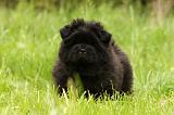 CHOW CHOW 557